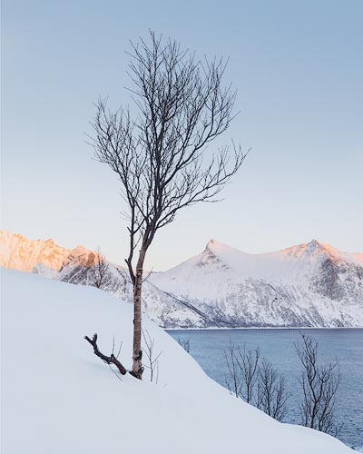 Arctic Birch and Peaks