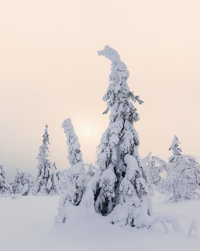 Frosted Sentinels