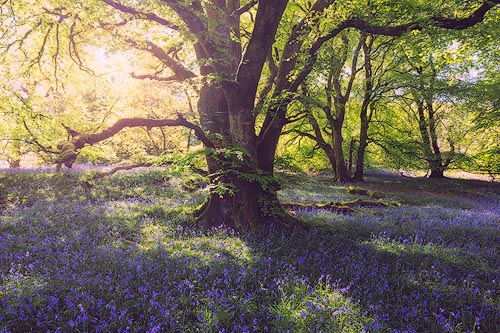 Scottish Woodland in Bloom