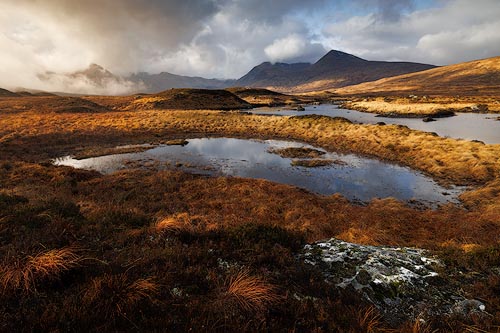 Golden Moorland