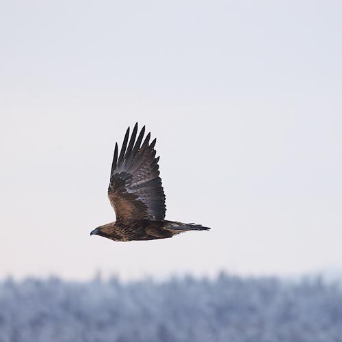 Tykky Trees & Talons - Finland’s Winter Magic