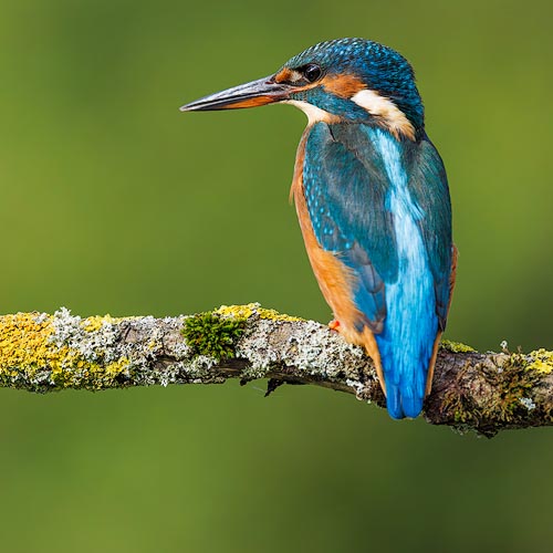 Kingfisher Photography Workshop