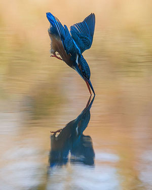 Kingfisher diving