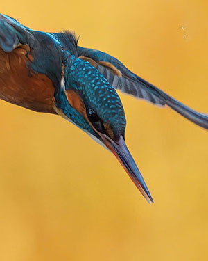 Kingfisher diving close up