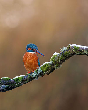 Kingfisher on perch