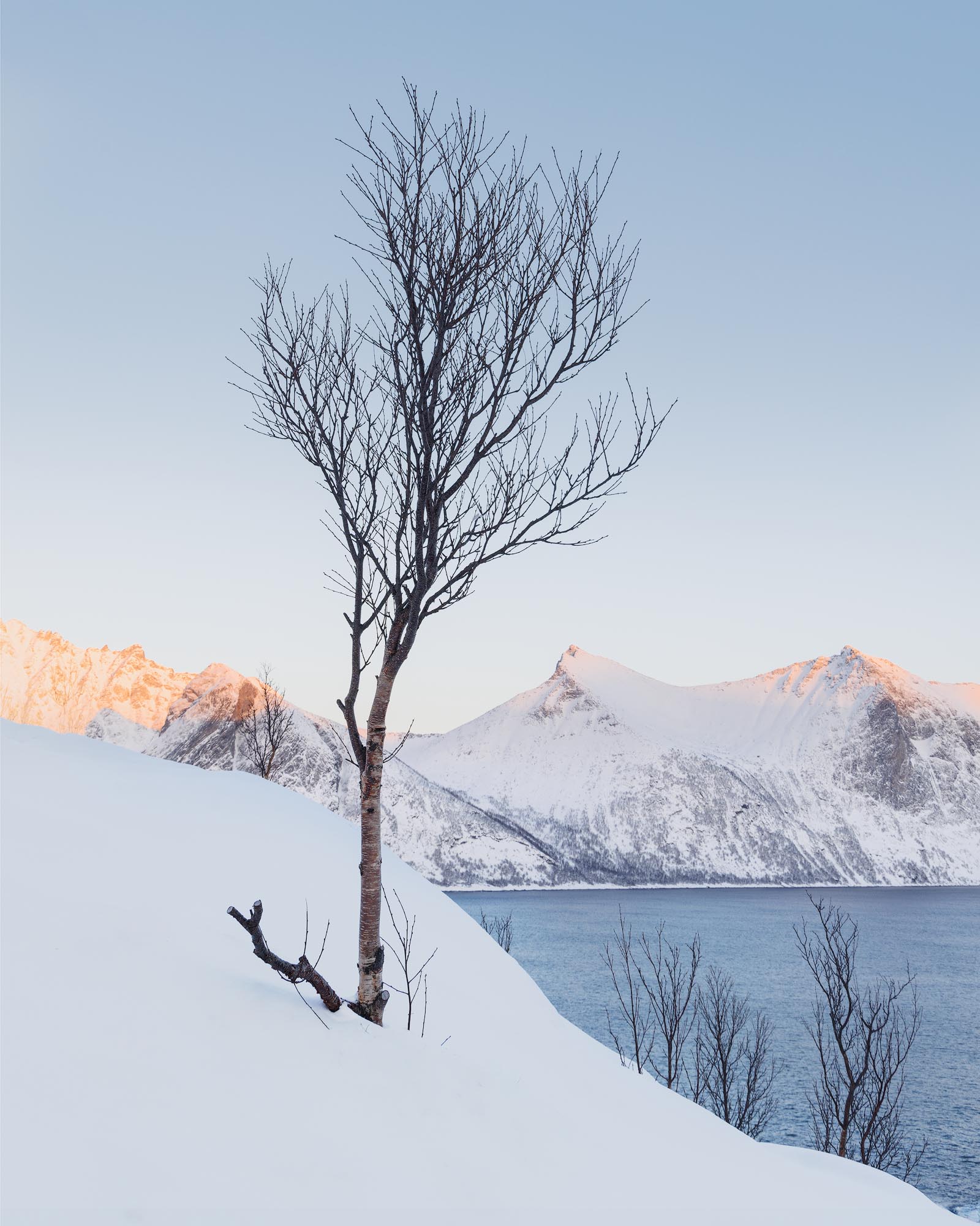 Arctic Birch and Peaks